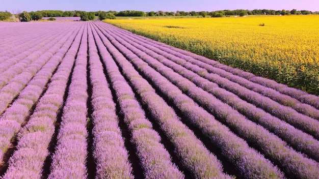 Vue aérienne de tournesols avec des champs de lavande au coucher du soleil