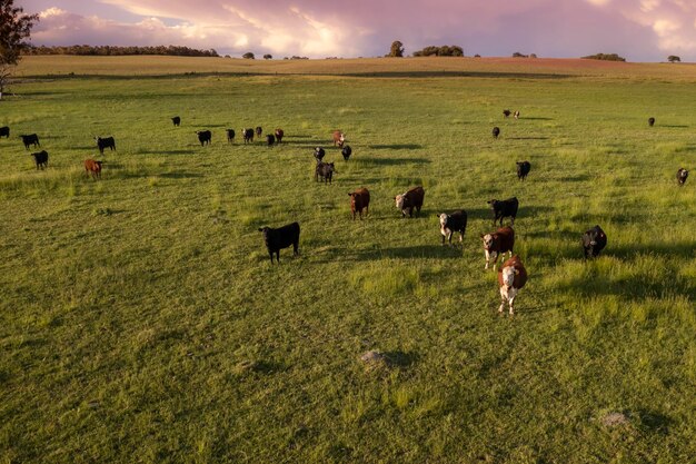 Photo vue aérienne d'une troupe de bouvillons pour l'exportation de bovins élevés avec des pâturages naturels