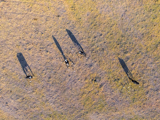 Vue aérienne de vaches Buenos AiresArgentine