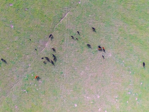 Photo vue aérienne de vaches buenos airesargentine