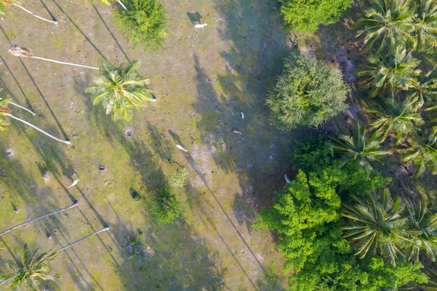 Vue aérienne de vaches dans une plantation de noix de coco