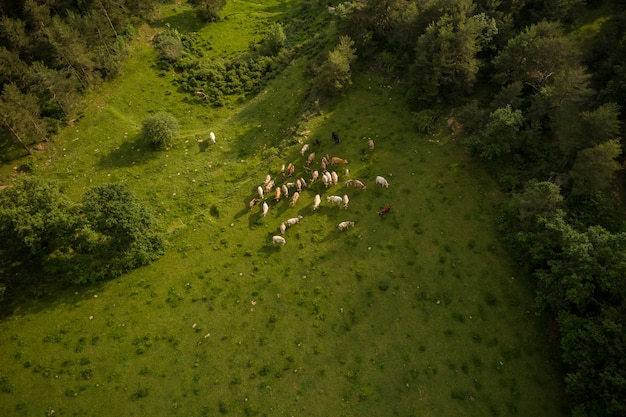 Vue aérienne, de, vaches montagne