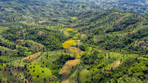 Vue aérienne de la vallée et de la zone agricole de thé vert et de riz