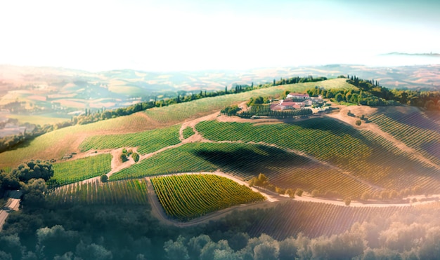 Vue aérienne d'un vignoble dans les collines