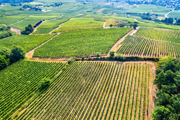 Vue aérienne de vignobles en Alsace, le département du Bas-Rhin de la France