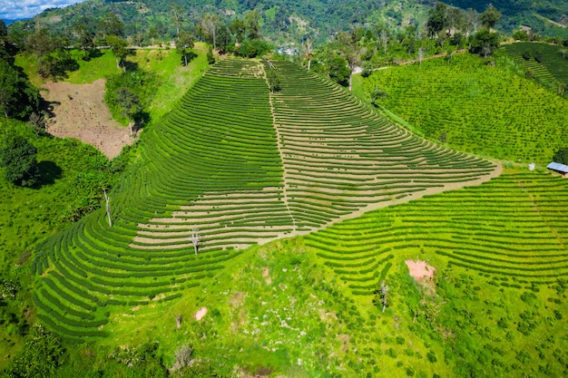 Vue aérienne de la zone agricole