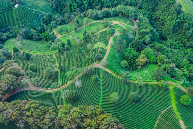 Vue aérienne de la zone agricole