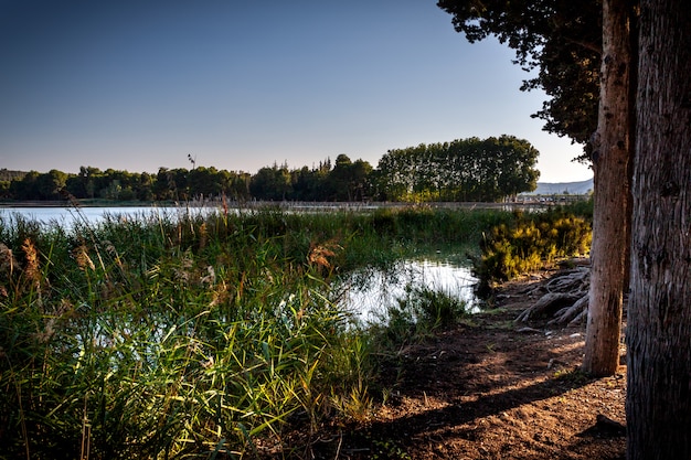 Vue agréable et paisible sur le lac avec des arbres