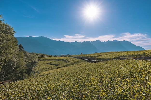 Vue sur les alentours du château d'Aigle