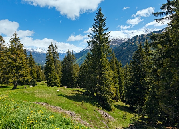 Vue alpine avec des fleurs de pissenlit jaune sur le versant de la montagne d'été (Autriche)