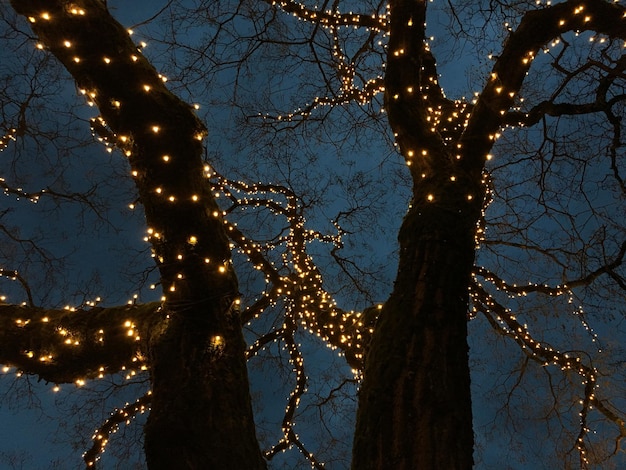 Photo vue d'angle bas de l'arbre de noël contre le ciel la nuit