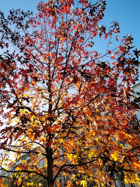 Vue à angle bas des arbres automnaux contre le ciel