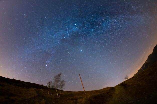 Vue d'angle bas des arbres contre le champ d'étoiles la nuit