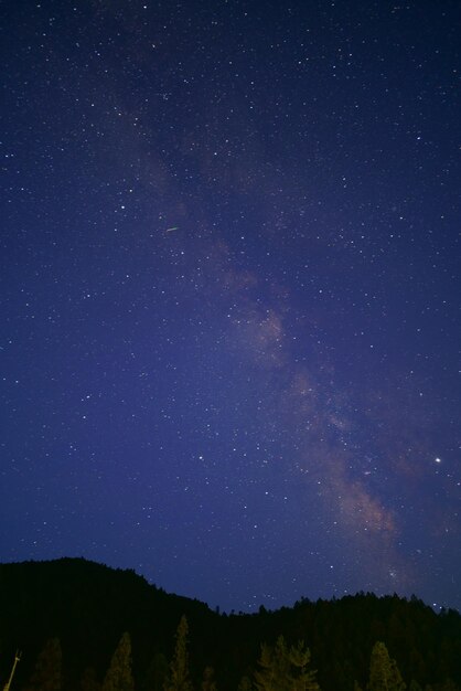 Vue d'angle bas des arbres contre le champ d'étoiles la nuit