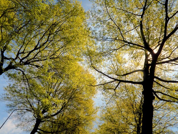 Photo vue d'angle bas des arbres contre le ciel en automne.