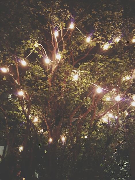 Photo vue d'un angle bas des arbres éclairés la nuit