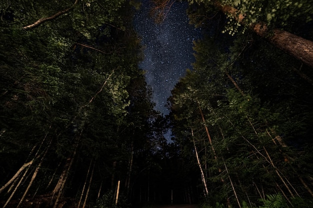 Vue d'un angle bas des arbres la nuit