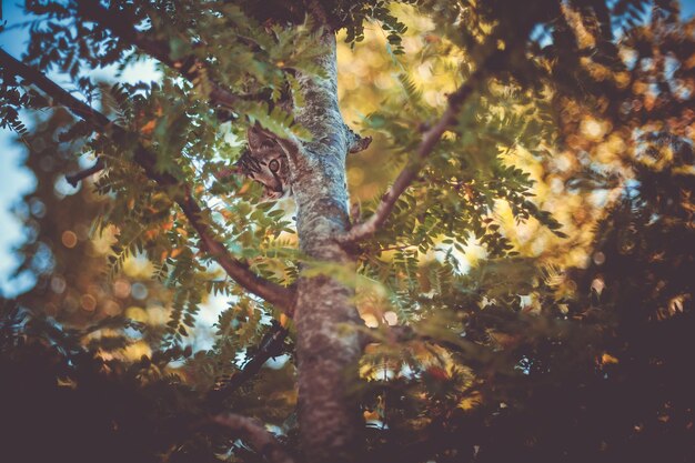 Photo vue à angle bas du chat dans l'arbre