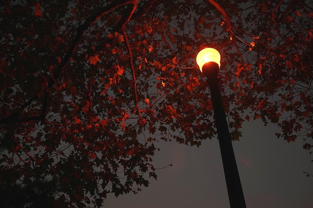 Vue à angle bas du lampadaire éclairé