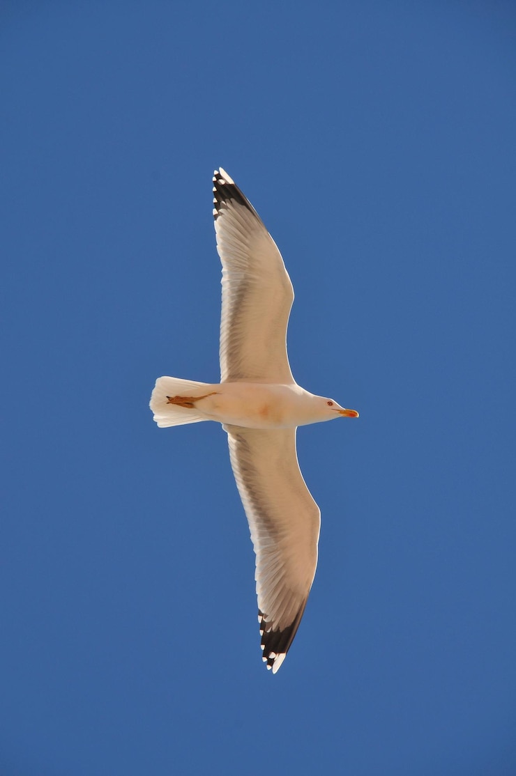 Photo vue à angle bas du vol de mouette