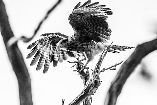 Photo vue d'angle bas d'un faucon perché sur une branche