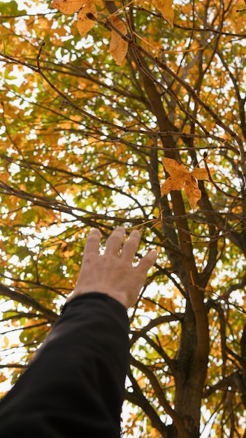 Vue en angle bas de la main de l'homme touchant presque une feuille d'arbre à feuilles caduques contre la lumière du soleil