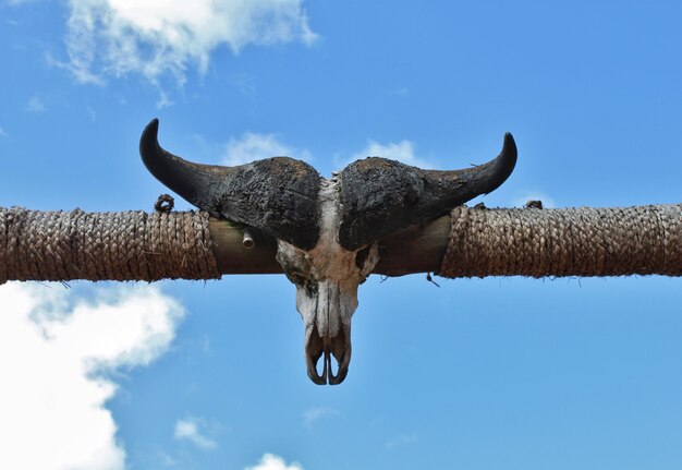 Vue à angle bas de l'oiseau contre le ciel