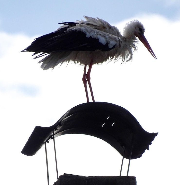 Photo vue à angle bas de l'oiseau contre le ciel