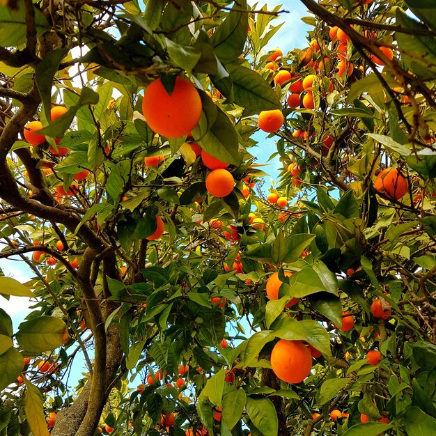 Photo vue d'angle bas des oranges qui poussent sur l'arbre