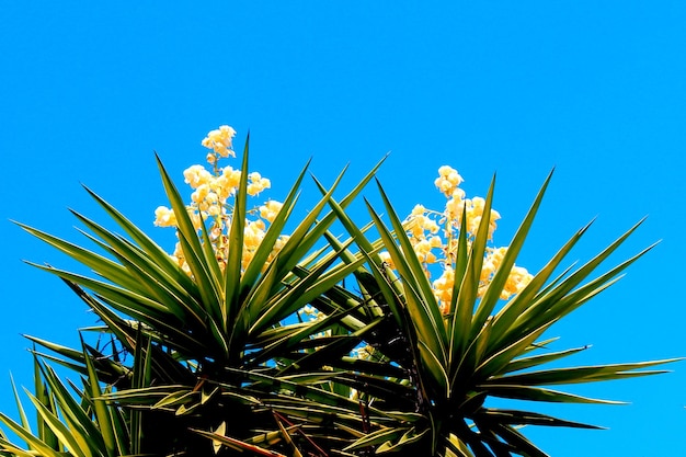 Photo vue d'angle bas d'une plante à fleurs contre le ciel bleu