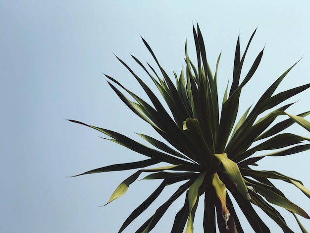 Vue d'angle bas d'une plante à fleurs contre un ciel dégagé