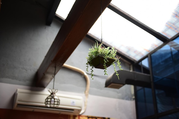 Photo vue d'angle bas d'une plante d'intérieur suspendue à la maison