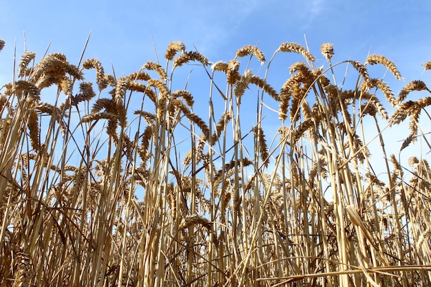 Vue à angle bas des plantes contre le ciel