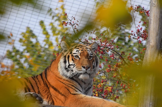 Photo vue à angle bas d'un tigre se détendant au zoo