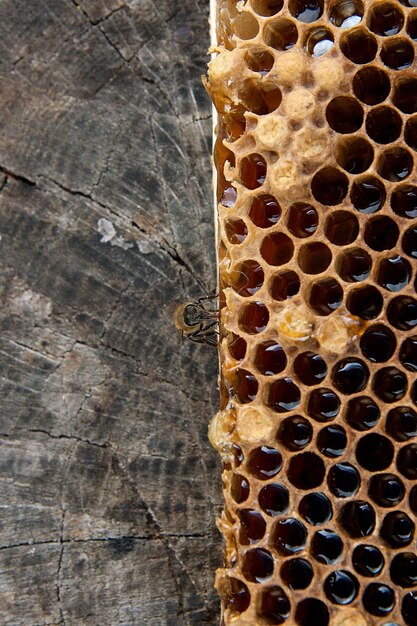 Photo vue d'angle élevé de l'abeille sur la feuille