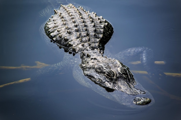 Vue d'angle élevé d'un alligator nageant dans le lac
