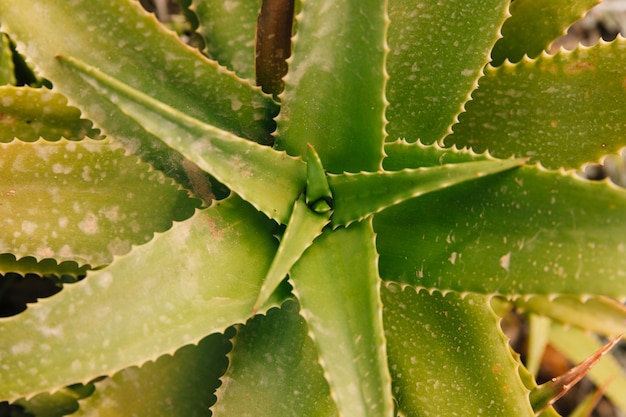 Vue d'angle élevé d'un aloe vera