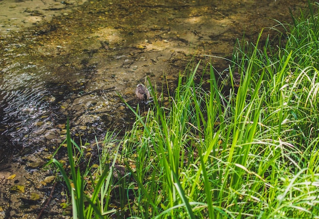 Photo vue d'angle élevé d'un animal sur l'herbe