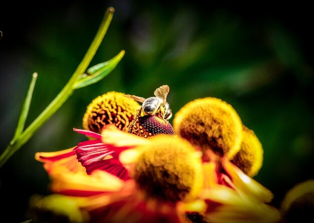 Photo vue d'angle élevé de l'apollination des fleurs par les abeilles