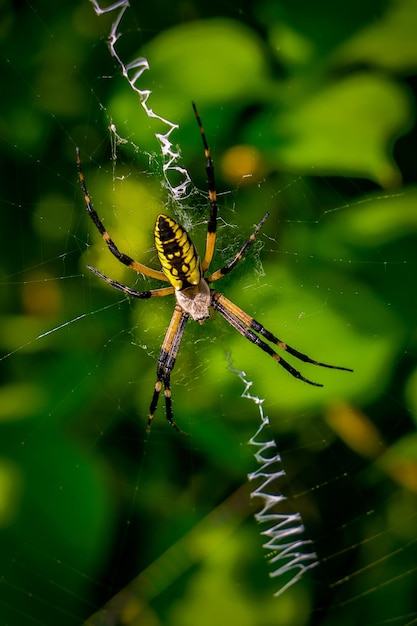 Vue d'angle élevé de l'araignée sur la toile dans un jardin de légumes