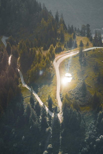 Vue d'angle élevé des arbres dans la forêt