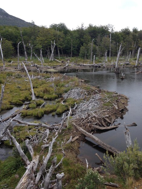 Photo vue d'angle élevé des arbres endommagés par le lac dans la forêt aux barrages de castors