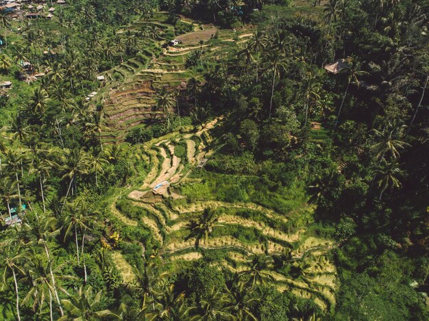 Vue d'angle élevé des arbres qui poussent sur le champ