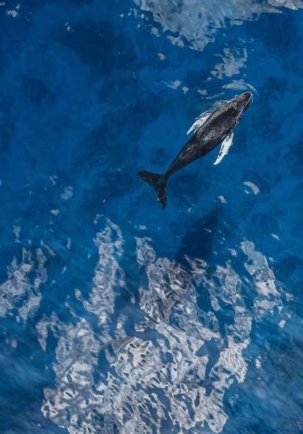 Vue d'angle élevé de la baleine à bosse nageant en mer