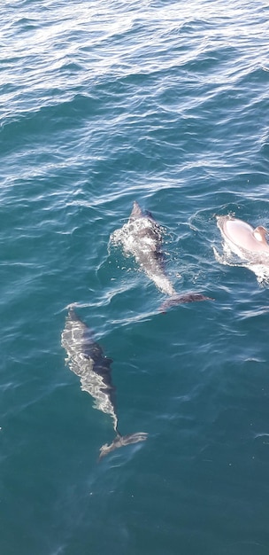 Vue d'angle élevé d'une baleine nageant en mer