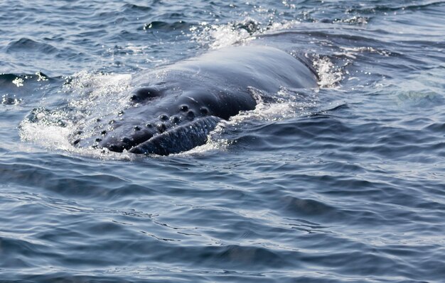 Photo vue d'angle élevé d'une baleine nageant en mer