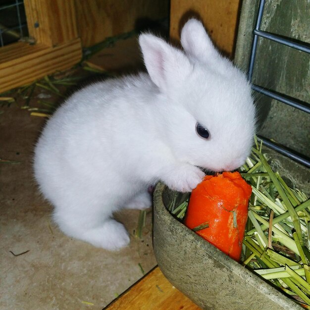 Photo vue d'angle élevé d'un bébé lapin avec une carotte dans une cage