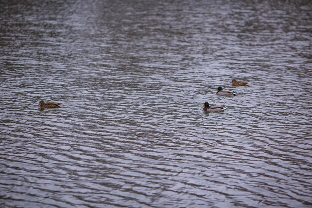 Photo vue d'angle élevé des canards nageant dans le lac