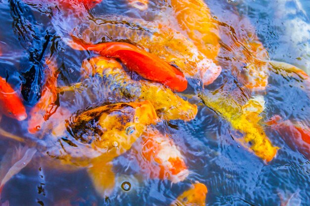 Photo vue d'angle élevé des carpes koi nageant dans l'eau