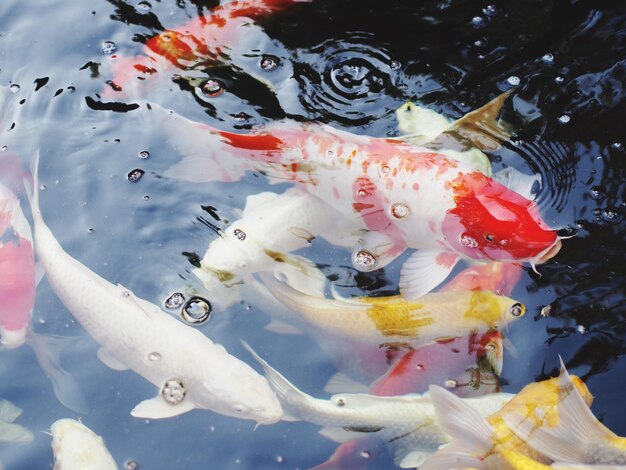 Photo vue d'angle élevé des carpes koi nageant dans l'étang